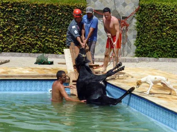 Bombeiros usaram cordas e tábua para retirar animal da piscina (Foto: Corpo de Bombeiros de Poços de Caldas)
