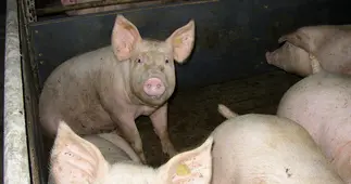 Porcos amontoados sob condições precárias (Foto: Compassion in World Farming)