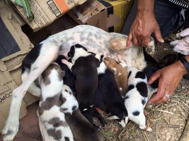 Cadela e seus nove filhotes que estavam à disposição para a adoção (Foto: Protetoras Arapiraca)