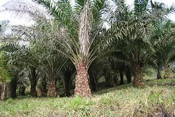 Árvore de óleo de palma (Elaeis guineensis) http://pt.wikipedia.org/