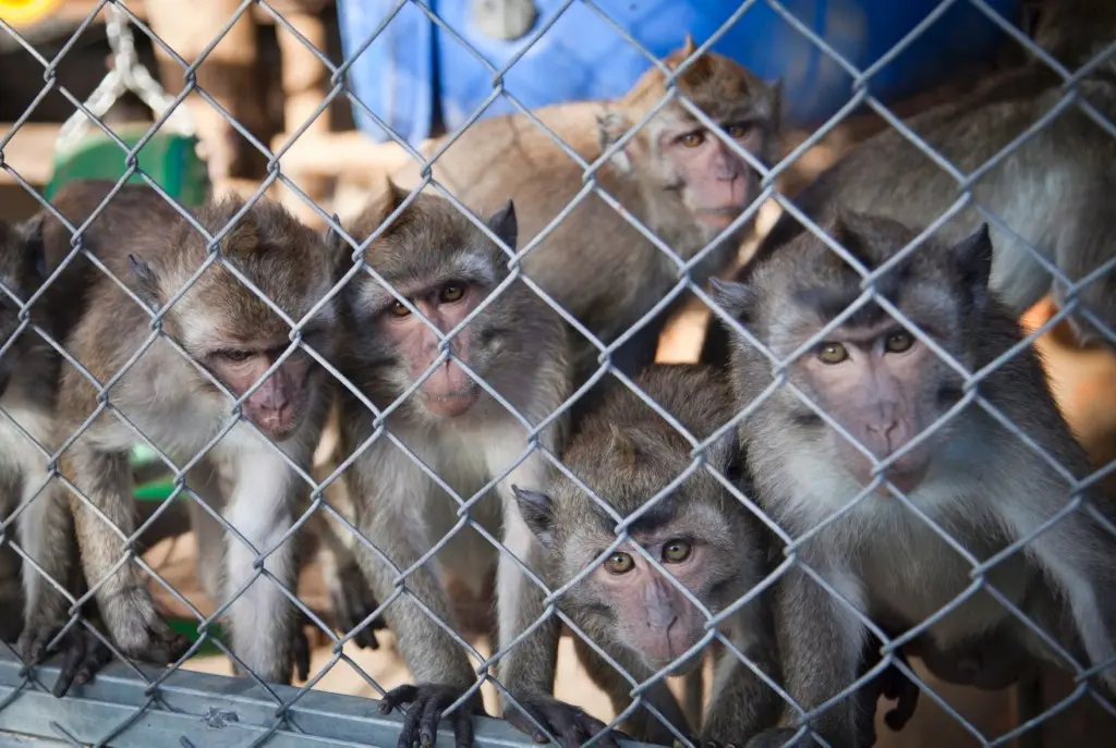 Criadouro de macacos(Foto: Alon Ron, Haaretz)