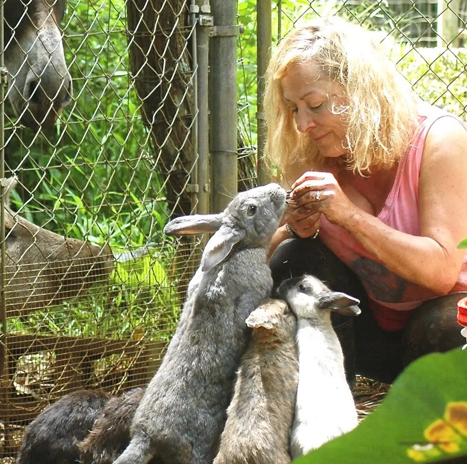 Voluntária alimenta coelhos (Foto: Divulgação / One Green Planet)