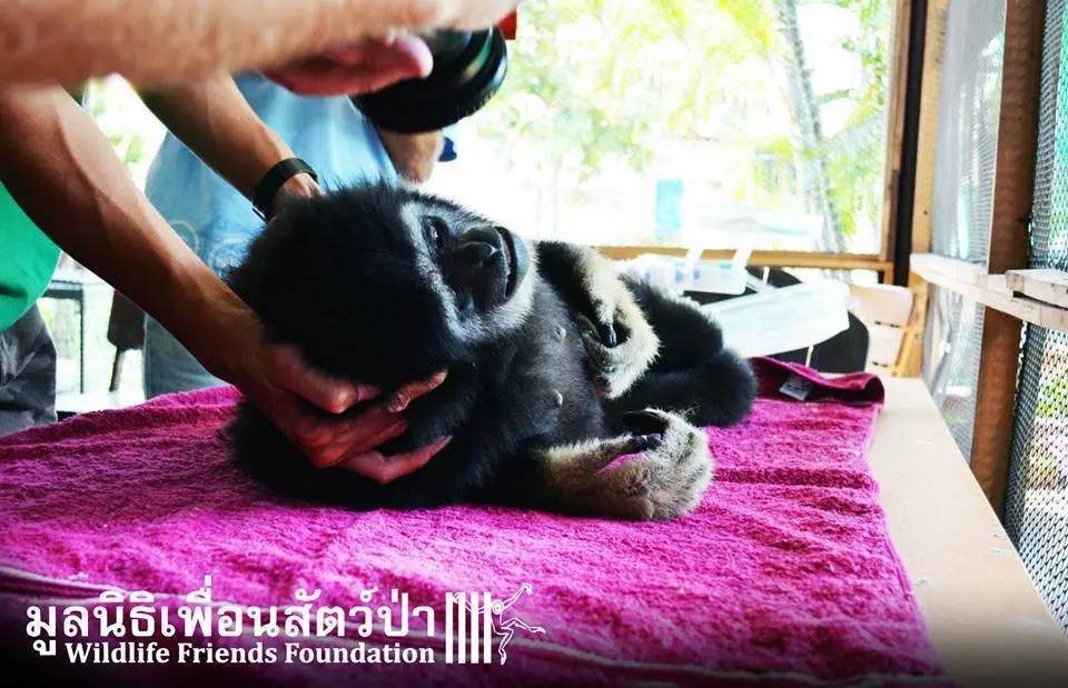 Foto: Facebook/Wildlife Friends Foundation Thailand