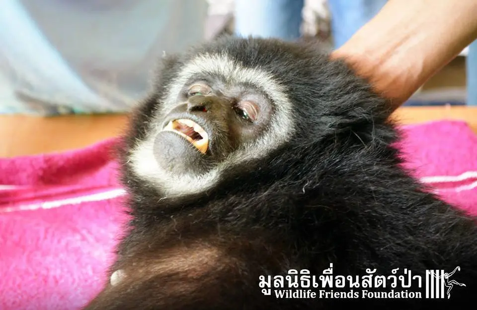 Foto: Facebook/Wildlife Friends Foundation Thailand
