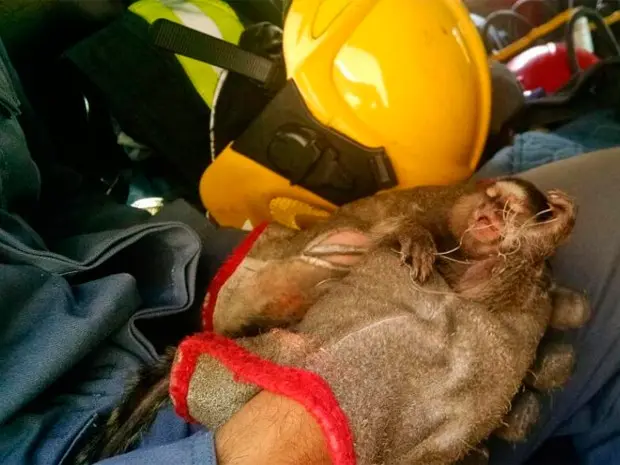 Mico-estrela é resgatado pelo Corpo de Bombeiros em Belo Horizonte (Foto: Corpo de Bombeiros/Divulgação)