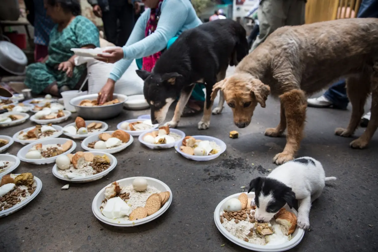 Foto: Jodi Hilton/AP Images for Humane Society International