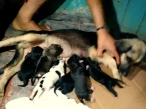 Filhotes de cadela que teve cabeça decaptada, foram adotados por uma mãe de leite. (Foto: Rafaela Rebouço/Arquivo Pessoal)