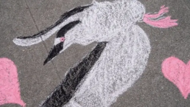 Artistas e defensores de pássaros fizeram uma interação urbana para alertar sobre mortes de pássaros. Foto: Reprodução