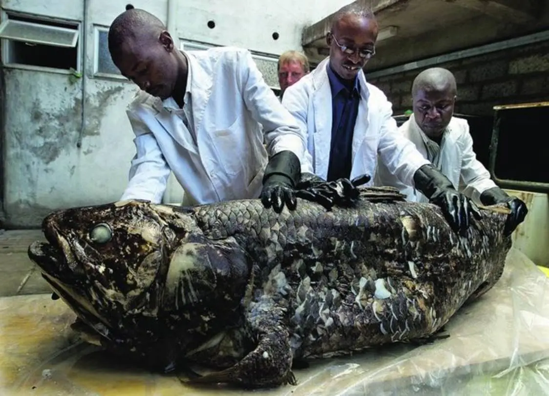 Celacanto com 1,75 metros e 77 quilos, que foi apanhado em 2001 por pescadores quenianos SIMON MAINA/AFP