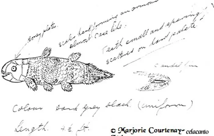 Desenho do celacanto feito por Marjorie Courtenay-Latimer.