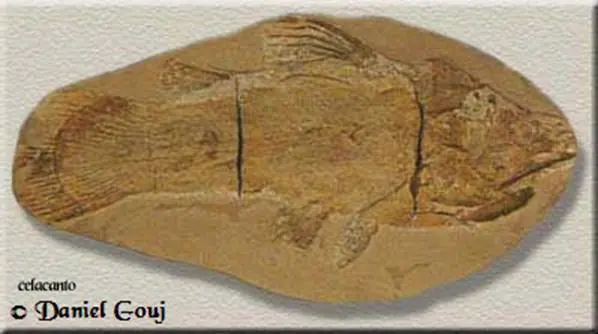 Fósseis de antigos celacantos podem ser encontrados em todo o mundo, com exceção da Antartida