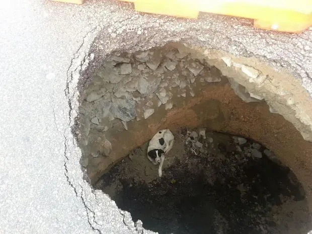 Cachorro caiu em buraco de 3 metros de profundidade na BR-101 (Foto: PRF/Divulgação)