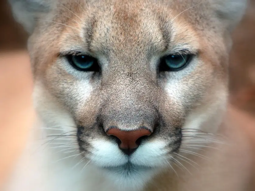 Foto: http://hypescience.com/os-12-felinos-mais-lindos-e-incriveis-do-mundo/