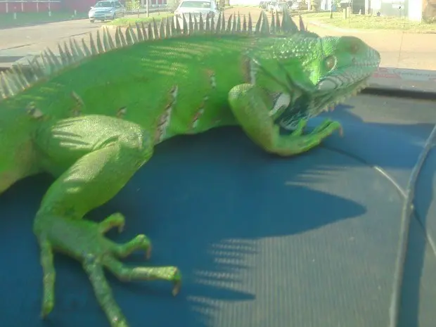 Iguana foi encontrada no pátio do hospital em Porto Velho (Foto: Polícia Ambiental/Divulgação)