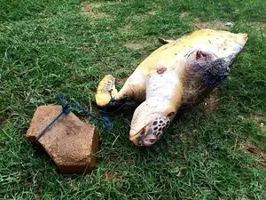 Tartaruga é encontrada amarrada à pedra na Baía de Vitória (Foto: Divulgação/ Últimos Refúgios)