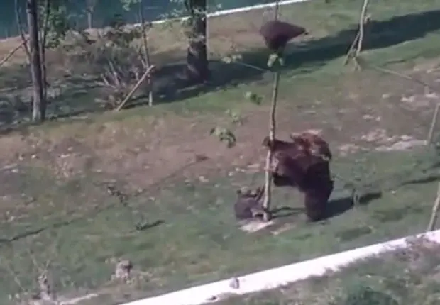 Ursa foi filmada tentando 'obrigar' filhote a descer de árvore (Foto: Reprodução/Imgur/Nightwolf)