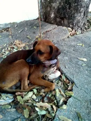 Com sinais de maus-tratos, cão foi resgatado em Cuiabá. (Foto: Mari Carvalho/Arquivo Pessoal)