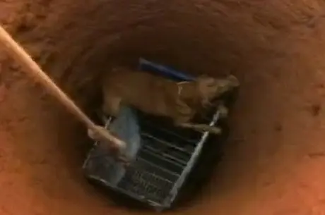 Cão foi retirado do fundo do poço com a ajuda de um carrinho Record Minas