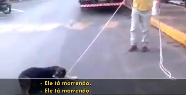 Cadela foi puxada por corda amarrada no pescoço por 40 metros (Foto: Reprodução/TV TEM)