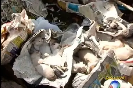 Bichos foram encontrados mortos dentro de sacos de lixo Reprodução/ Rede Record
