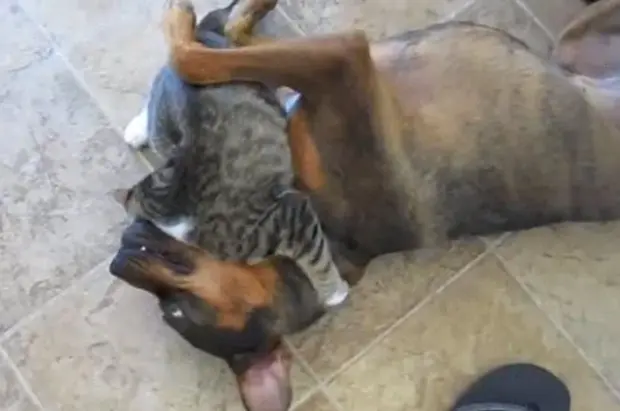 Vídeo amoroso entre gato e cão fez sucesso nas redes sociais (Foto: Reprodução/Imgur/SAFE4WORK)