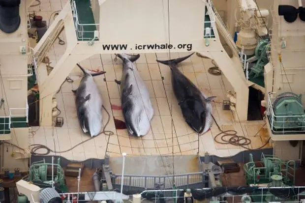 Imagem feita em 2014 pelo braço australiano da ONG Sea Shepherd mostra três exemplares de baleia-de-minke capturados pelo navio japonês Nisshin Maru (Foto: Tim Watters/Sea Shepherd/AFP)