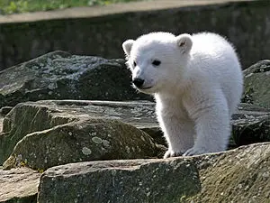 Urso polar Knut no zoológico de Berlim (Foto: Reprodução Internet)