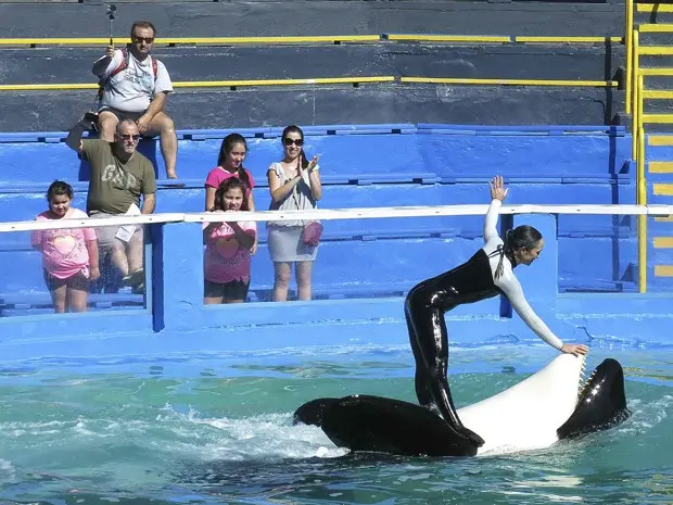 A orca Lolita e uma treinadora se apresentam durante show no Seaquarium, em Miami, no dia 21 de janeiro (Foto: Reuters/Andrew Innerarity/Files)