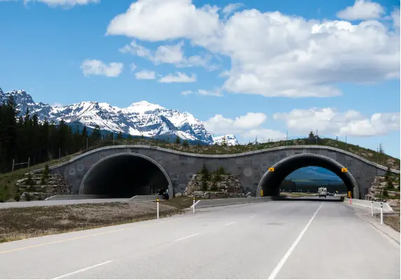 Exemplo de viaduto para passagem de animais no Parque Nacional Banff, no Canadá. Foto: Shutterstock 
