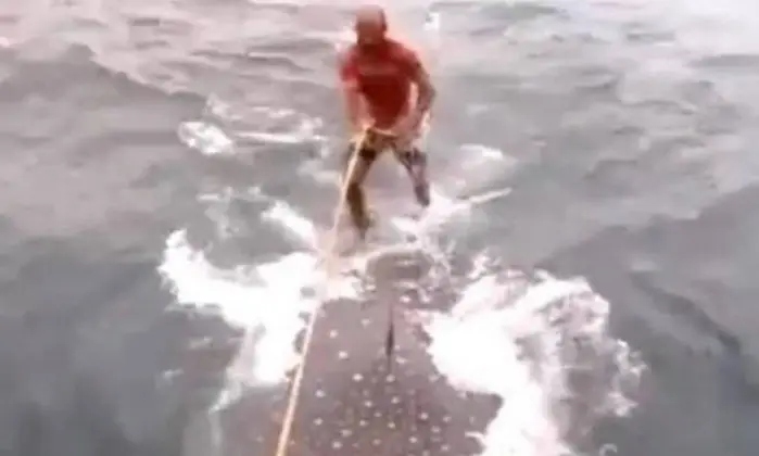 Homem sobe em tubarão-baleia, causando revolta - Reprodução/YouTube 