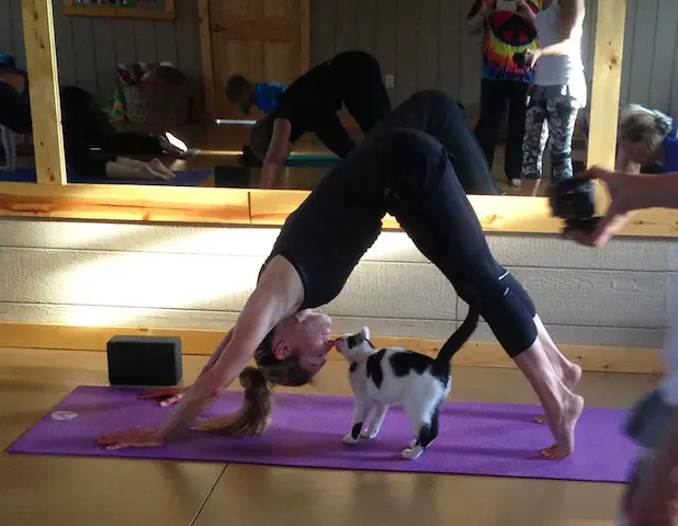 Uma interação especial durante a aula de yoga. (Foto: Reprodução / Bored Panda)