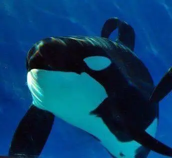 Foto: Facebook/Sea World San Diego Orcas