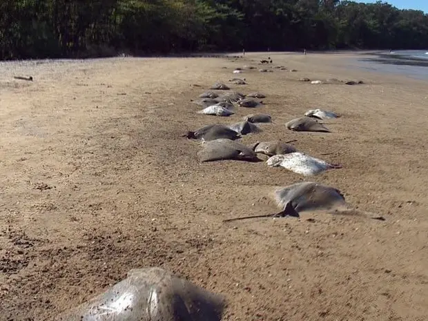 Animais mortos foram encontrados na areia da Praia de Camburi, em Vitória (Foto: Reprodução/ TV Gazeta)