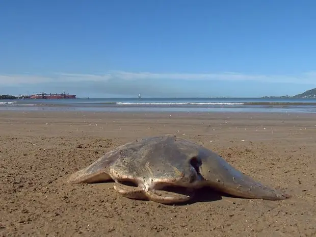 Arraias são encontradas mortas em praia de Vitória (Foto: Reprodução/ TV Gazeta)