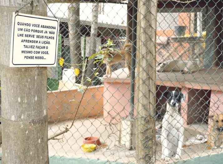 Na ONG CãoViver, cães e gatos vítimas de violência estão à espera de um lar definitivo