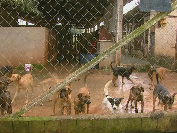 Canil Municipal e ONG Todo Bicho estão sem espaço para mais animais (Foto: Rodrigo Sargaço/ EPTV)