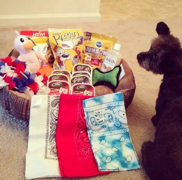 Chester recebeu muitos presentes em seu novo lar. (Foto: Reprodução / Facebook) 