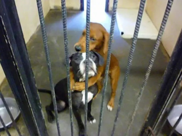 Cãe se abraçam antes de serem mortos em abrigo. Fotos: Reprodução/Facebook/ Angels Among Us Pet Rescue