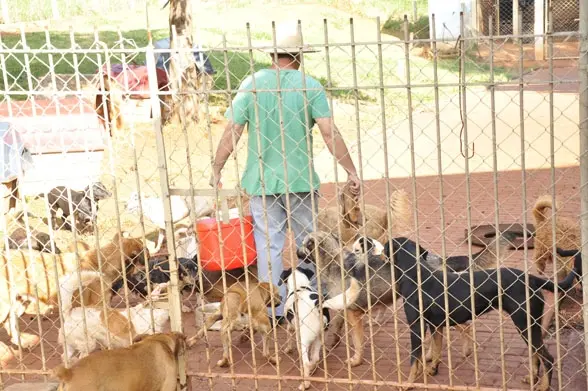 Canil de Iracemápolis: projeto permitirá apadrinhamento de animais 