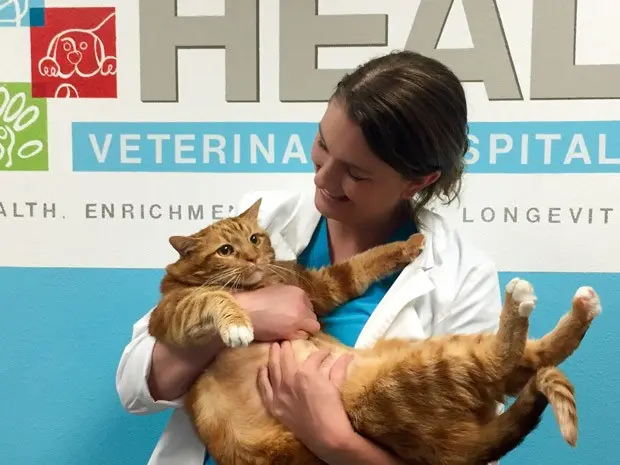 Veterinária Brittney Barton segura Skinny, que perdeu 10 kg com dieta e exercícios: gato continua grande, mas não é mais obeso (Foto: Jana Hipp via HEAL Veterinary Hospital Pet Rehabilitation/AP)
