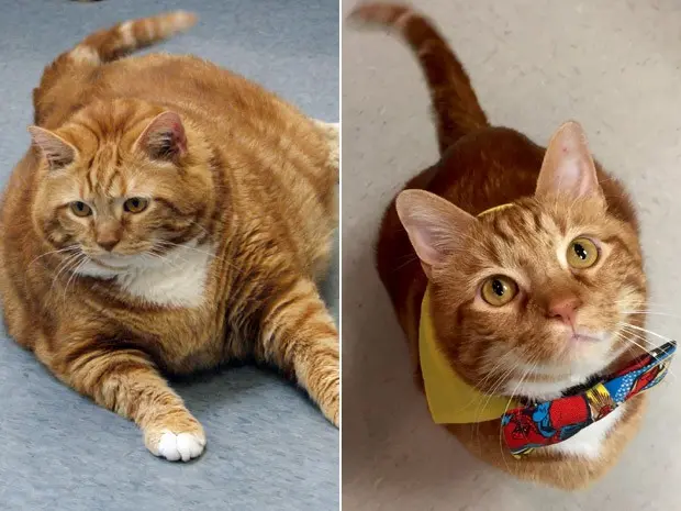 Gato Skinny em foto de 2012 (esq.) e depois da dieta: ele foi de 18 kg para 8 kg depois de ser adotado (Fotos: Richardson Animal Services/AP/Jana Hipp via HEAL Veterinary Hospital Pet Rehabilitation/AP)