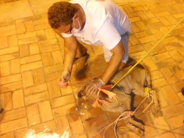 Cachorro foi resgatado com ferimento na cabeça coberto de larvas em Rio Branco (Foto: Maura Akino/Arquivo Pessoal)