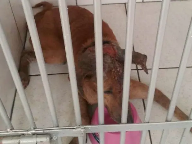 Segundo veterinário, cachorro resgatado está estável e continua em tratamento (Foto: Maura Akino/Arquivo Pessoal)