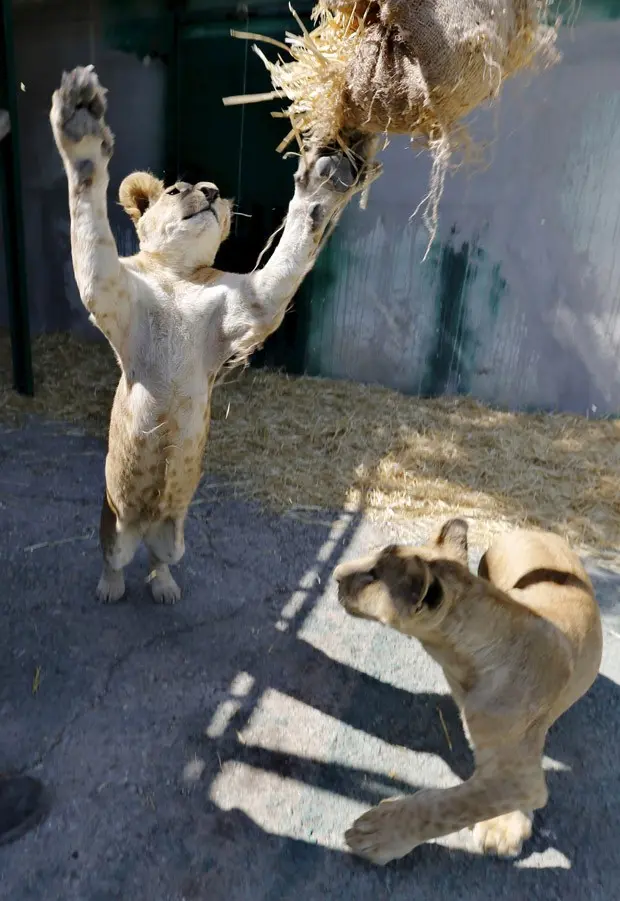 Leões Mona e Alex brincam em santuário na Jordânia (Foto: Reuters/Muhammad Hamed)