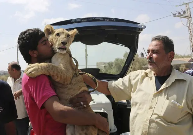 Ibrahim al-Jamal, de 17 anos, abraça filhote de leão Mona enquanto seu pai, Saed Eldin, faz carinho na fêmea: família manteve dois filhotes como animais de estimação durante um ano em sua casa, em um campo de refugiados na Faixa de Gaza (Foto: AP Photo/Adel Hana)