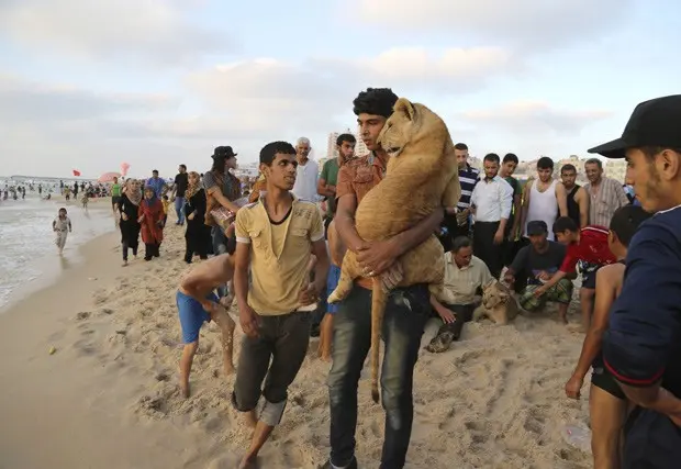 Ibrahim Al-Jamal segura filhote de leão Mona no colo enquanto o macho Max é acariciado por moradores na praia da cidade de Gaza: animais serão transportados para santuário na Jordânia (Foto: AP Photo/Adel Hana)