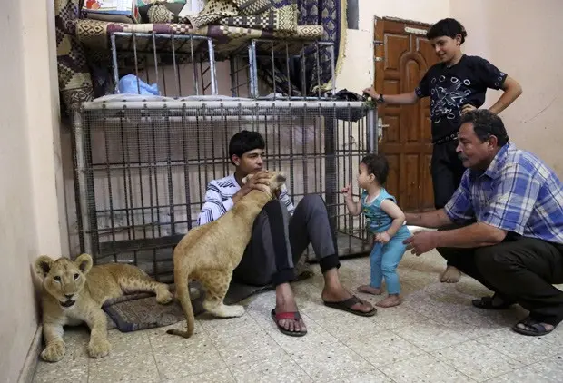 Família al-Jamal brinca com leões em sua casa, que fica em um campo de refugiados em Gaza (Foto: AP Photo/Adel Hana)