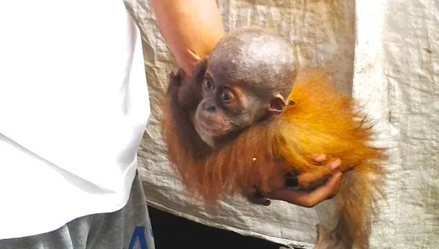 Foto: Sumatran Orangutan Conservation Program