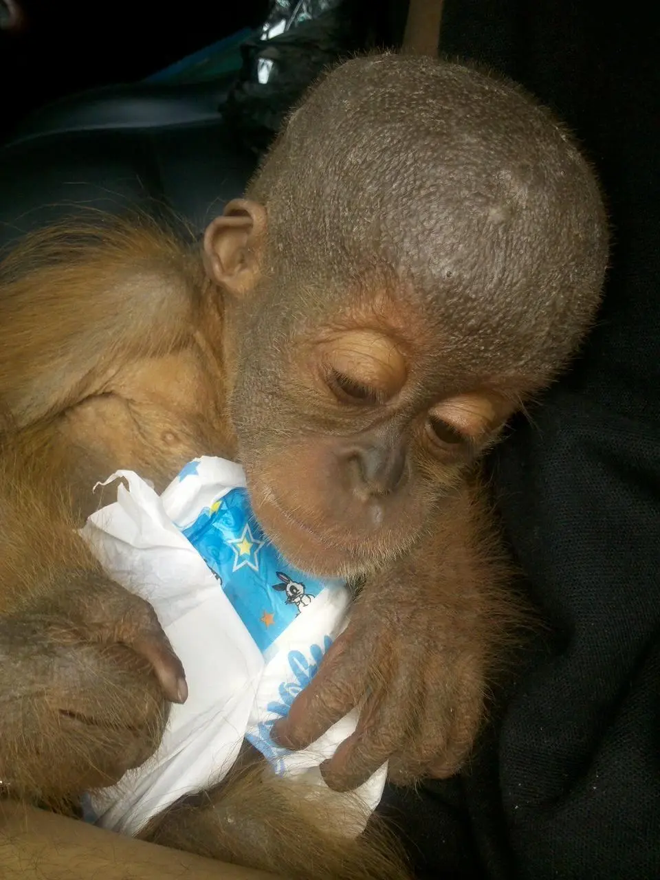 Foto: Sumatran Orangutan Conservation Programme