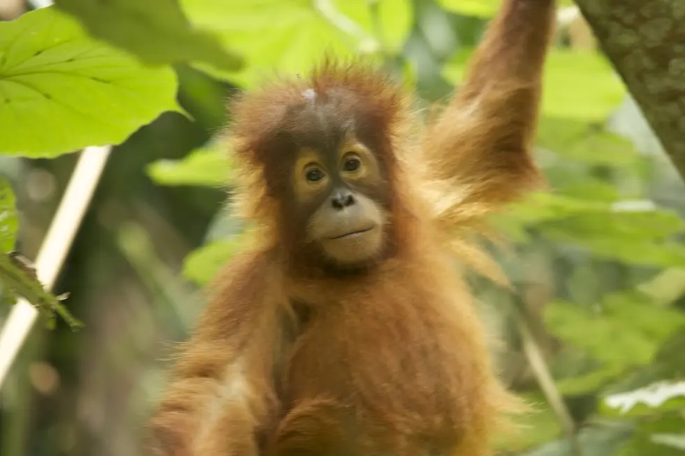Foto: Sumatran Orangutan Conservation Programme
